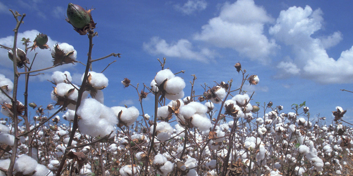 Raw Cotton